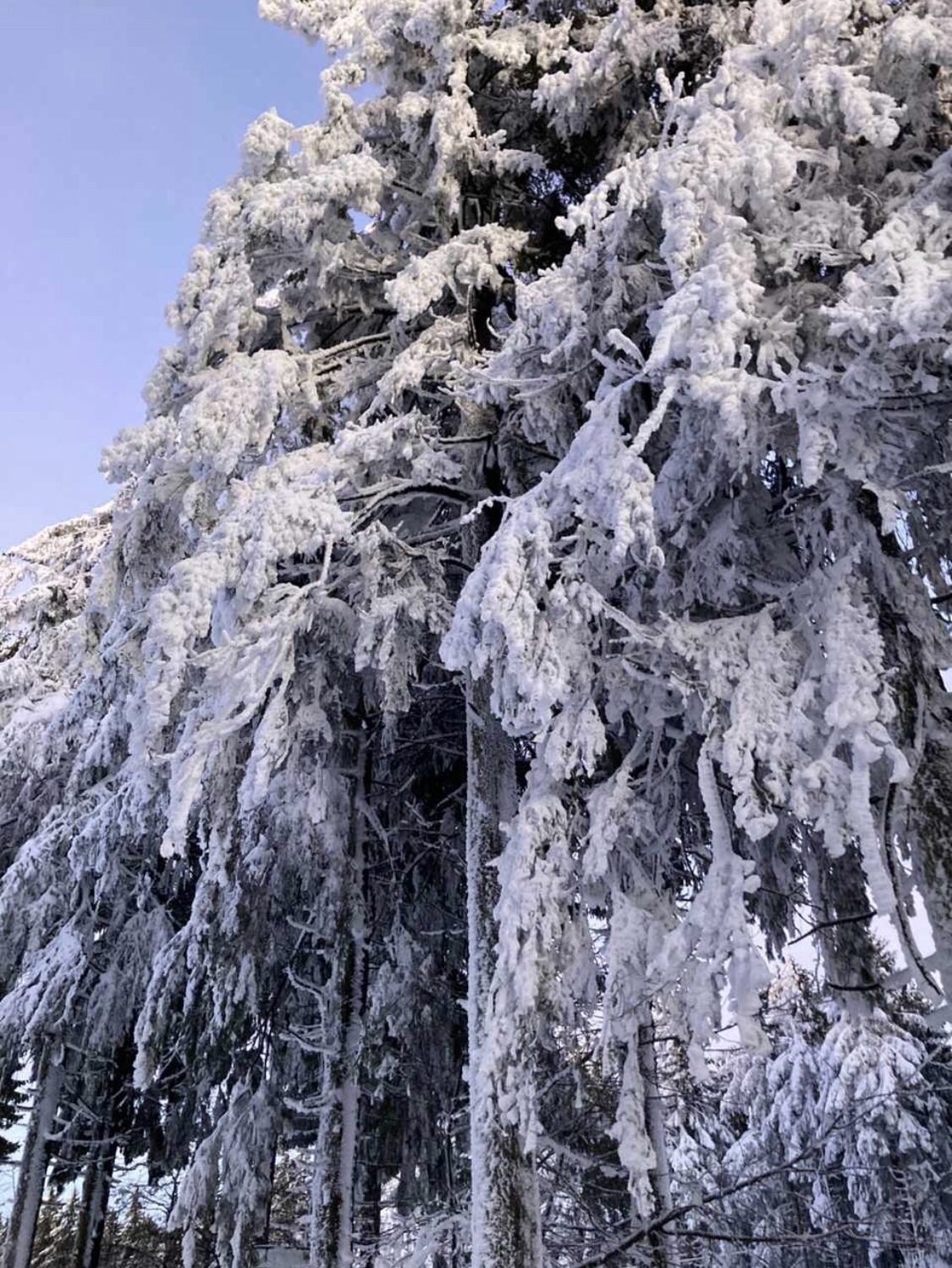 Mittwoch, 19.02.25 | 13.30 | Winterwanderung der Rhönklubsenioren